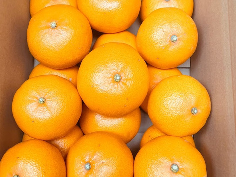 ●果汁あふれるトロけるせとか●家庭用