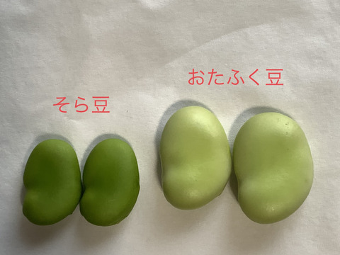 【今が旬：宮崎産】そら豆とおたふく豆とエンドウ豆のセット