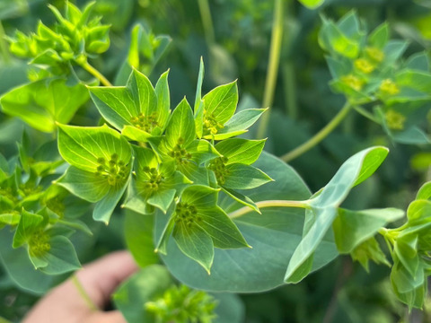 ＊花農家から直送＊デルフィニウム&ブプレ(デルフィ10×ブプレ10＝20本セット）