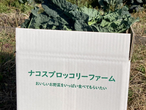(予約販売)【実は当社が開発!!】（朝採れ）栄養満点スーパーフード☆アレッタ２ｋｇ前後(８０サイズ)