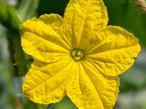 太陽のごちそう！パリッとひなたきゅうり A品1kg(箱重量込)