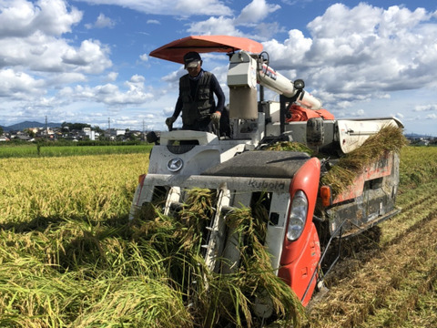 【母の日ギフト・グルテンフリー！】玄米米粉のバウムクーヘン　ホール・カットギフト（ソフトプレーンホール1個・ハードプレーンカット5個）