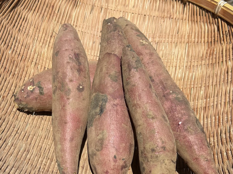 熊本県産オーガニックさつまいも【万能なホクホク系】（箱込み5kg）すずほっくり、グリル料理にも！