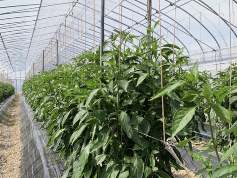 京野菜！朝採れ！万願寺とうがらし1kg