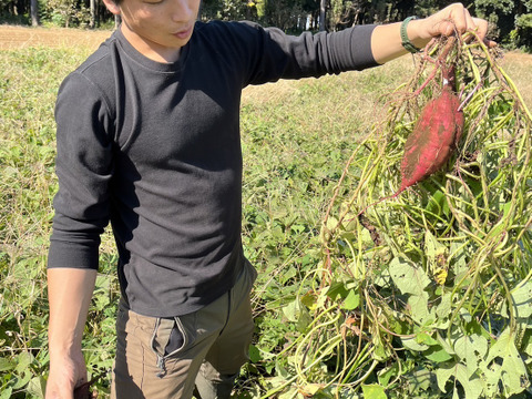 自然の恵みを活かした極上の甘さ！さつまいも紅はるか 2kg M〜2Lサイズ混合【茨城県産 農薬化学肥料不使用】