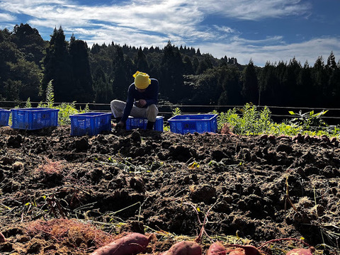【専用貯蔵庫にて1か月熟成糖度アップ済】規格外大容量3㎏！ミニミニさつまいもだけど甘さはとびっきり！皮ごと丸ごとパクッといっちゃって！