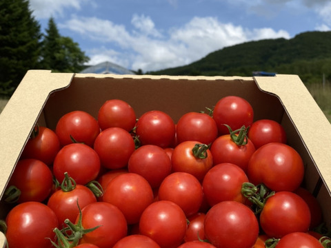 品種の違いを楽しめる！有機栽培１００％トマトジュース6本セット【飲み比べ】