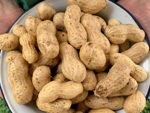 今が旬秋の味覚！生落花生R5年産【栽培期間中農薬・化学肥料不使用】「おおまさり」　レシピ付き　500g