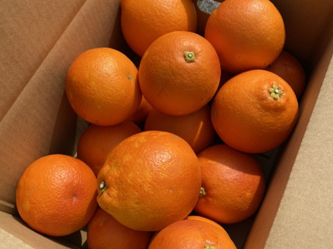 希少な国産『ブラッドオレンジ』タロッコ（ご家庭用・2kg）