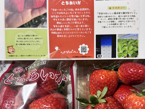 高糖度♡朝採れ直送🍓甘くてジューシー！【とちあいか】2段詰4
