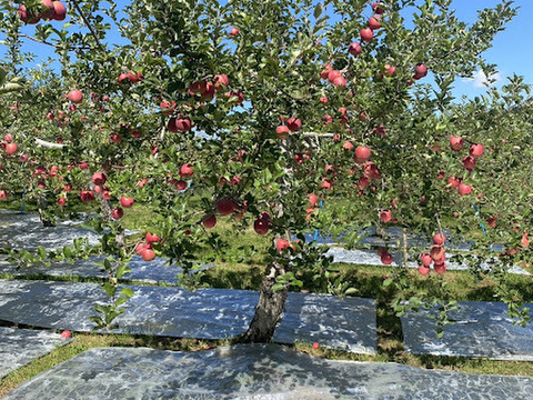 お菓子作りにぴったり！特別栽培りんご『紅玉』Ａ品・3㎏