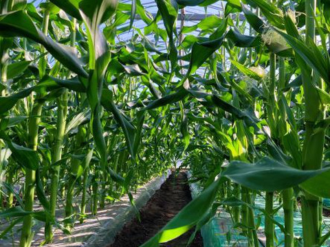 ヤングコーン（５０本）収穫はじまりました！（３月１５日）長崎発!
朝採り！　　”とうもろこし”