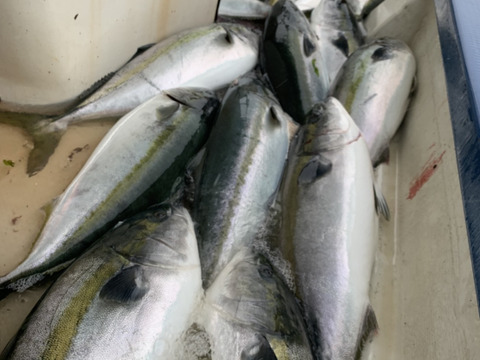専用商品 獅子島産鰤お刺身４p 半身分 鰤カマ1個 あおさのり 鹿児島県産 食べチョク 農家 漁師の産直ネット通販 旬の食材を生産者直送