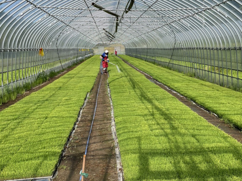 令和7年産 きぬむすめ【白米】 10kg