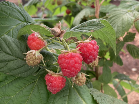 【果実たっぷり！】国産ラズベリーティー(12g)