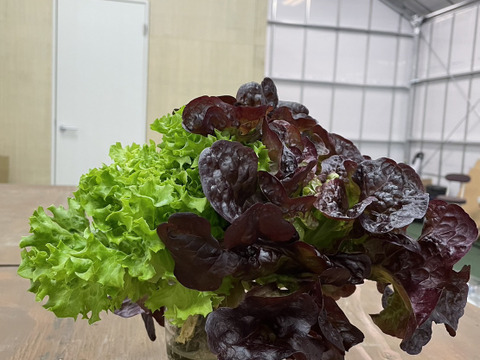 【こんなレタス見たことない！】子供も喜ぶシャキッとレタス2種盛り（緑・赤）