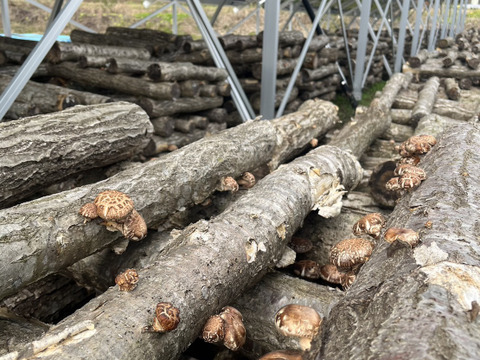 【肉厚食感でヘルシー!!】 自社農園製「乾燥原木しいたけ」約70g/パック