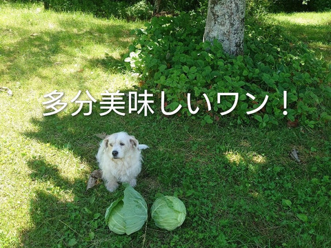 【ちょっと訳あり】🫣柔らか〜い！　1年で1番美味しい春キャベツ。100サイズ　6玉前後入　約9kg