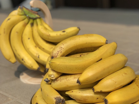[栽培期間中 農薬・化学肥料不使用]たかきのバナナ　1.5kgセット約10本〜15本入 ※少し訳あり