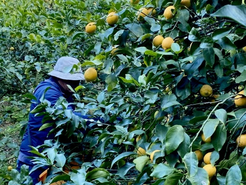 広島柑橘の名産地「大長」で栽培した国産レモン（3kg）