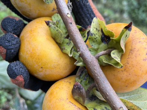 干し柿用 おがき