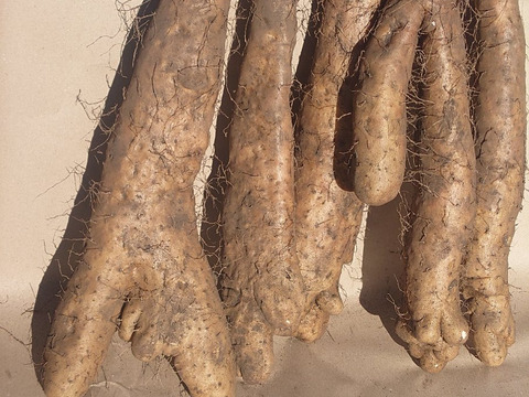 訳有品❗　甘〜いけどかなり凸凹なナガイモ！　大きさ色々　約4kg　
※商品説明をご一読の上、「常温便」、「クール便」をご指定下さいませ。