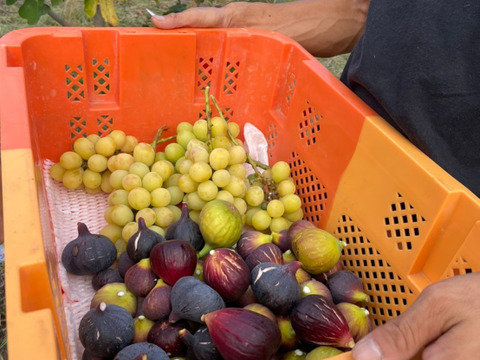 【秋の味覚を満喫！】農薬不使用　いちじく詰め合わせ(約600g)、とことん農薬節減シャインマスカット(約800g)