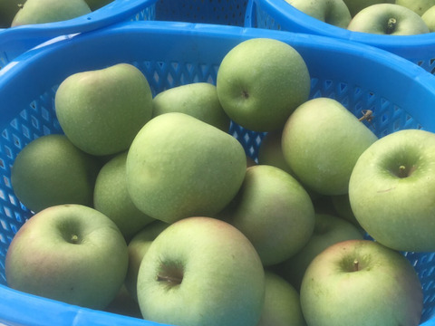 本格アップルパイにどうぞ！酸味のきいた青りんご、グラニースミス3キロ箱入