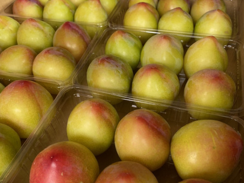 農家直送！1番手プラム【大石早生】1.8kgL玉
甘味と酸味のバランスがたまらない！