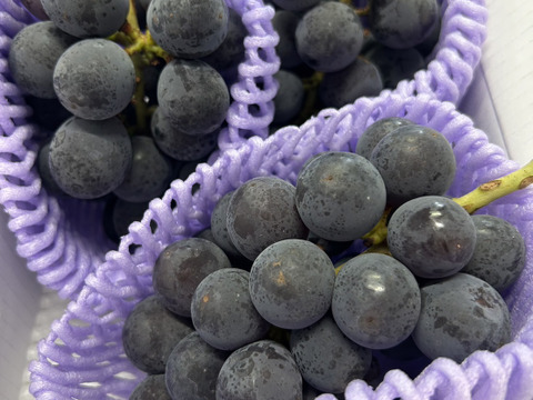 まるせい果樹園の種無し巨峰　1ｋ　2～4房　贈答用　自家用　家庭用