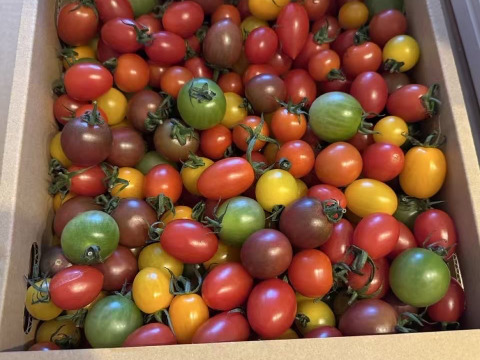 【母の日ギフト】その日に採れた分だけその日に発送!!朝採れカラフルミニトマト　3㎏