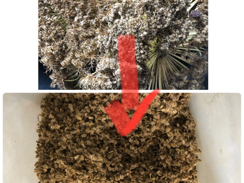 【富士山の麓で栽培しているため、葉っぱつきは霜が降りるまでの期間限定】シンプルな料理でとても美味しい人参！自然栽培　黒田五寸人参2kg 葉っぱつき！