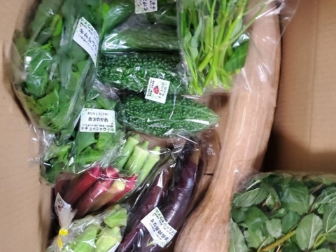 【自然栽培🍀80サイズ】朝採り新鮮！旬菜セットM（３〜５人様向け）