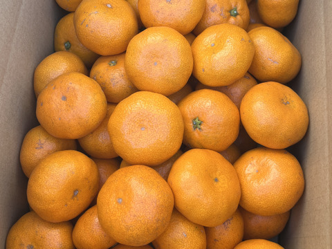 甘い!『大津みかん(四号)』5㎏ Sサイズ（１㎏あたり10-11個）大津四号発祥の地 湯河原産