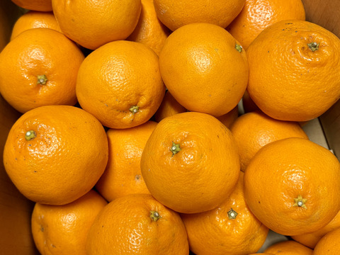 ぷりぷり食感！広島県産 ｢はるみ｣ 5kg