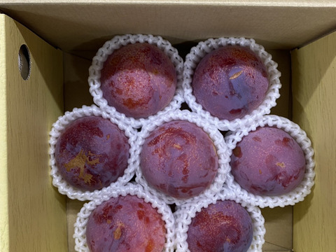 【予約商品】 山梨県産　すもも　貴陽　家庭用