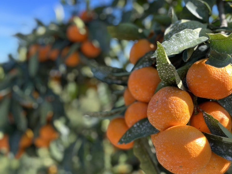 果汁たっぷり！！食べてみらんね太良みかん
3㎏（Lから2S家庭用約30個)