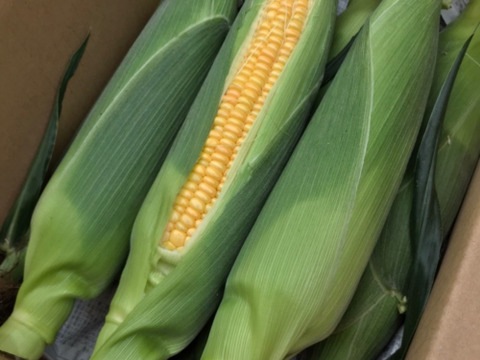 朝採り　トウモロコシ箱込み2.9k以上　注文を受けてから収穫【ク－ル】