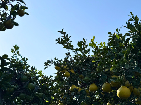 天皇杯受賞農家の土佐文旦 7kg（家庭用）高知県大月町 産地直送 旬の柑橘！