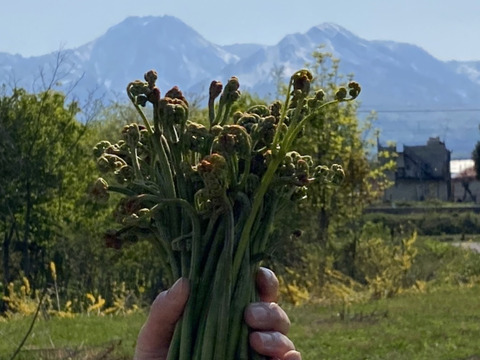 期間限定　雪解け　天然わらび　300g   山菜