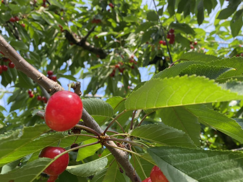 【受取日指定可】最高のバランスのさくらんぼ『紅秀峰』秀２L  1㎏ バラ（500g×2P）
