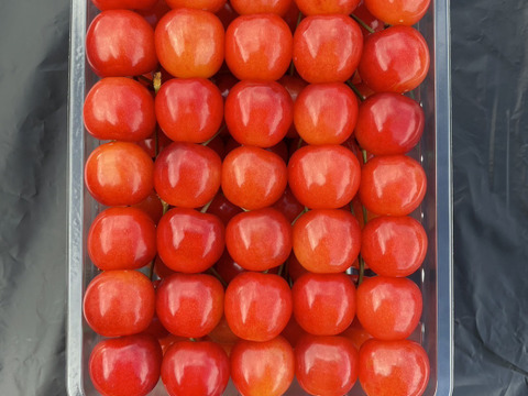 特別価格！！！)山形県産 さくらんぼ 佐藤錦 贈答用 1kg：山形