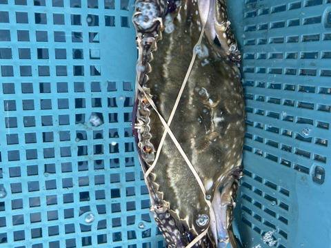 渡り蟹　わたりがに　【天然】活〆　オス400g前後　1匹