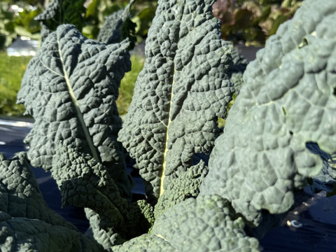 お料理の幅が広がる！季節の西洋野菜Italian selection 80サイズ