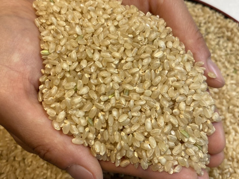虹のきらめき玄米27kg】【2025年米】新米🌾大粒の食べ応えと甘み