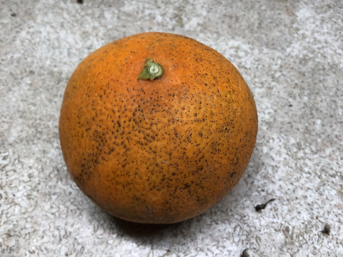 愛媛が誇る高級柑橘！ふぞろいのこまどんなたち！10kg(80玉前後)（ご家庭用）