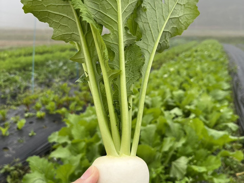 【京都丹波産】イタリア野菜　
サラダ・ラティーナ（サラダカブ）1kg（5〜10個）