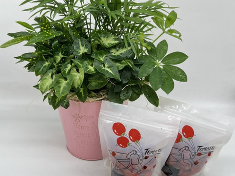 【夏ギフト】幸せを運ぶ観葉植物＆甘い「ほれトマト」200ｇ*２袋のセット