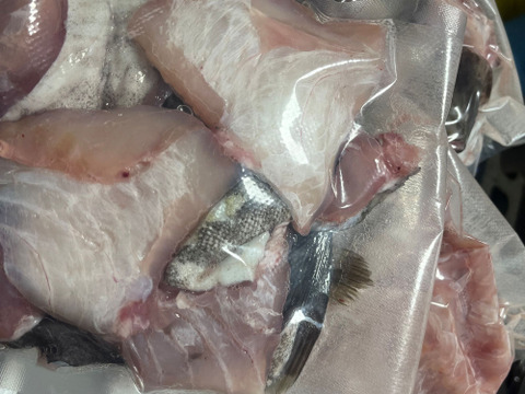 【今が旬！数量限定】　タラのあら汁用あら　(頭、カマ、ハラス)　約2ｋｇ