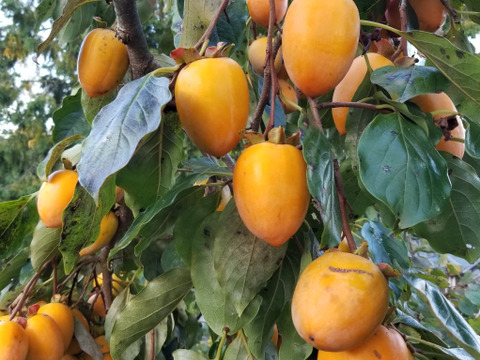 ☆自然栽培 愛宕柿 あたご柿 干し柿用 3キロ 2390円